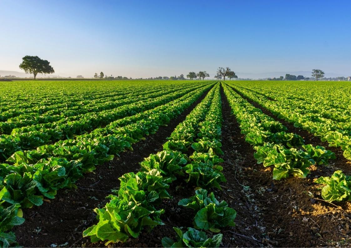 רכישת חווה להשקעה: האם כדאי להשקיע בקרקע חקלאית בחו"ל?